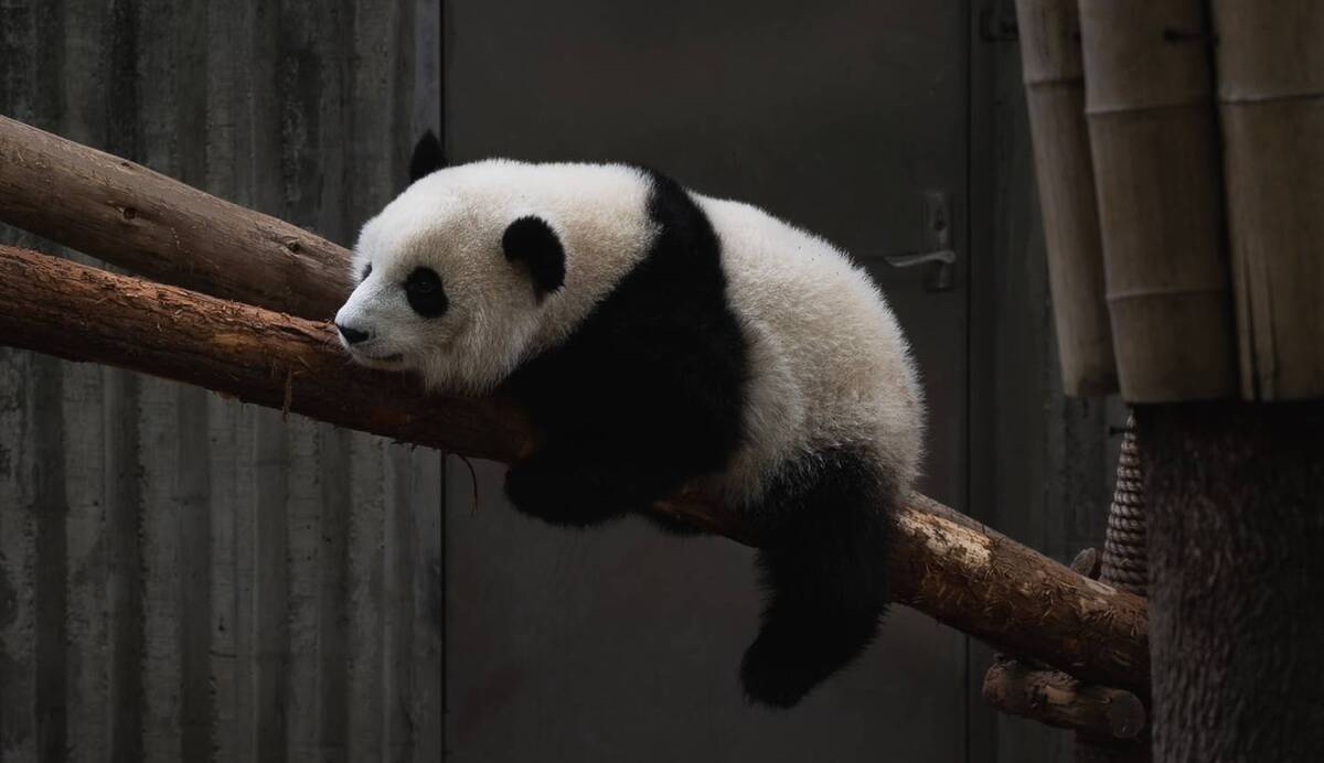 Panda sitting on branch