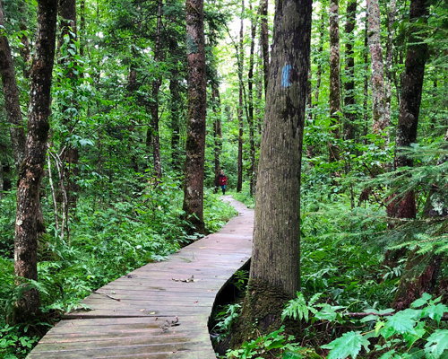 Brule Bog Boardwalk